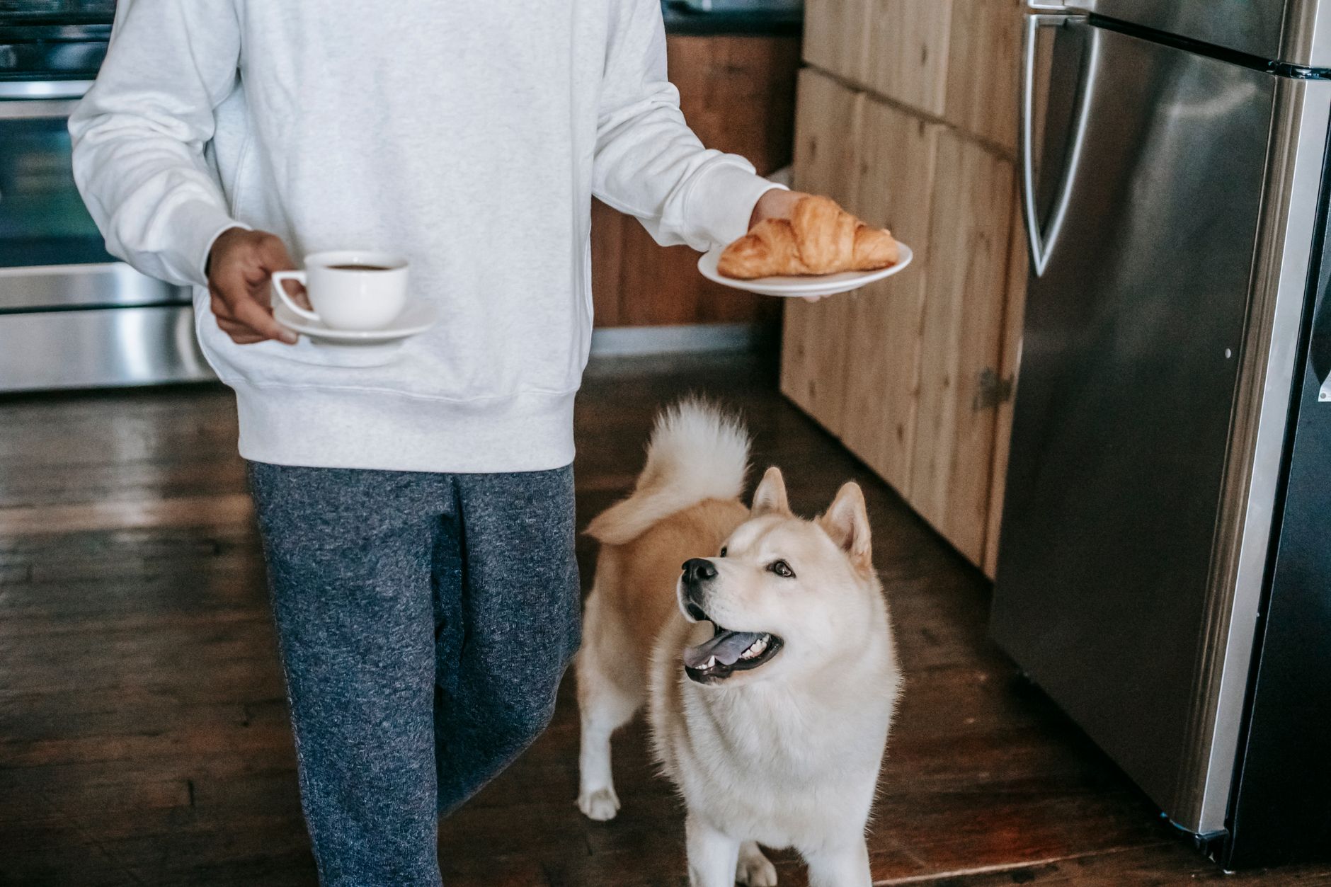 Human Foods That Can Harm Dogs: What Pet Owners Should Keep Away