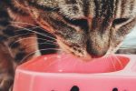 How to Make Pâté Wet Cat Food More Appealing for Picky Cats 8 How to Make Pâté Wet Cat Food More Appealing for Picky Cats