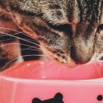 How to Make Pâté Wet Cat Food More Appealing for Picky Cats 3 How to Make Pâté Wet Cat Food More Appealing for Picky Cats
