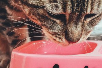 How to Make Pâté Wet Cat Food More Appealing for Picky Cats 5 How to Make Pâté Wet Cat Food More Appealing for Picky Cats