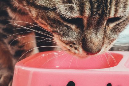 How to Make Pâté Wet Cat Food More Appealing for Picky Cats 10 How to Make Pâté Wet Cat Food More Appealing for Picky Cats