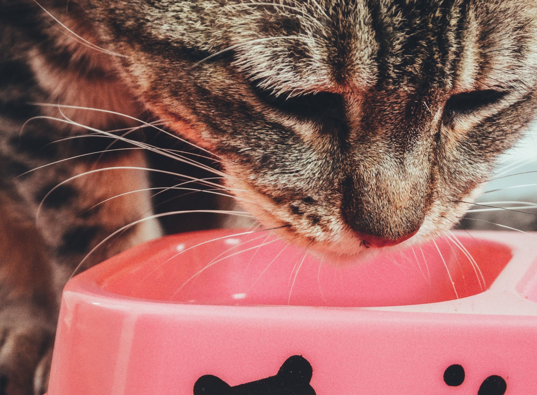 How to Make Pâté Wet Cat Food More Appealing for Picky Cats