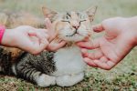 What Materials Do Cats Like To Rub Against?