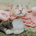 What Materials Do Cats Like To Rub Against?