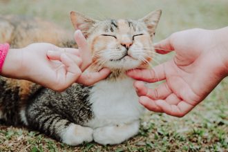 What Materials Do Cats Like To Rub Against?