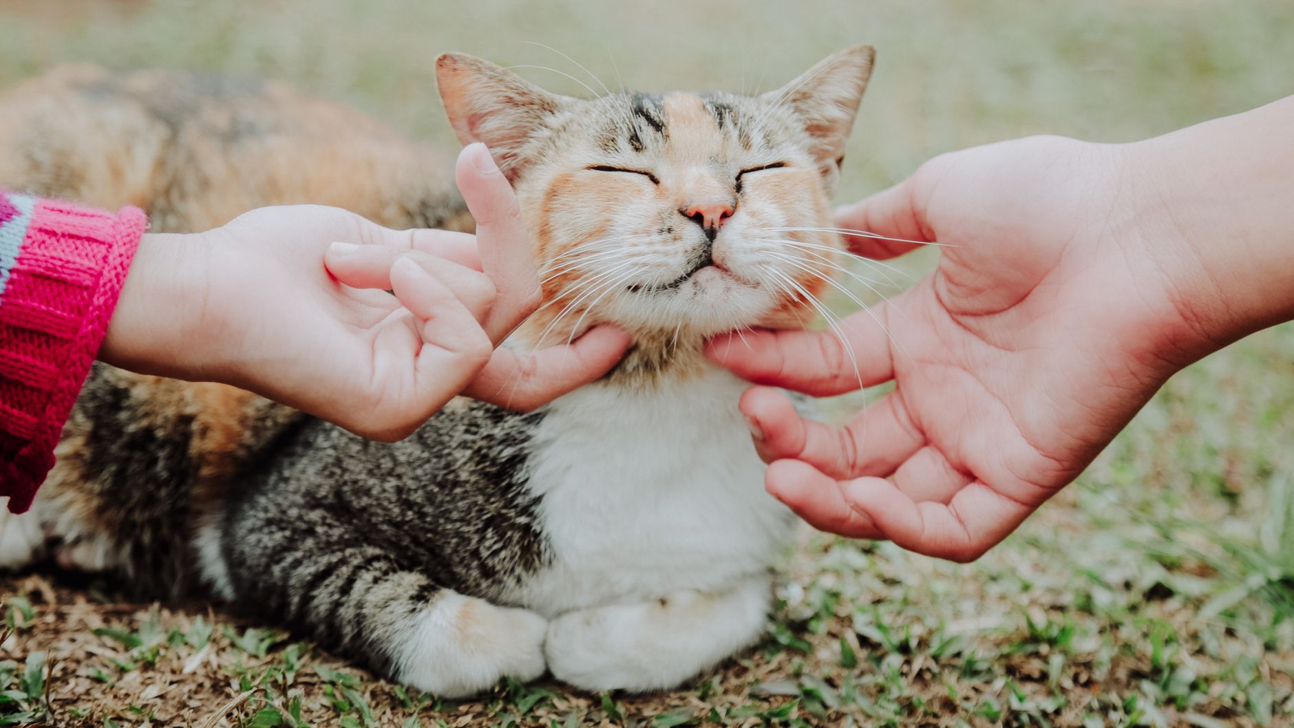 What Materials Do Cats Like To Rub Against?