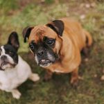 Finding the Right Dog for Your Lifestyle: A Guide to Choosing the Best Breed 2 Finding the Right Dog for Your Lifestyle: A Guide to Choosing the Best Breed