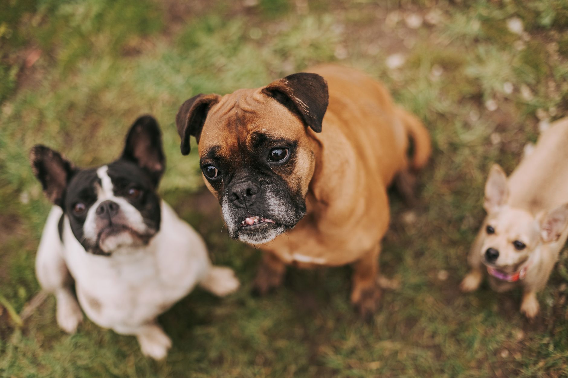 Finding the Right Dog for Your Lifestyle: A Guide to Choosing the Best Breed 1 Finding the Right Dog for Your Lifestyle: A Guide to Choosing the Best Breed