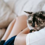 The Best Age to Spay a Cat: Timing, Benefits, and Important Considerations 3 The Best Age to Spay a Cat: Timing, Benefits, and Important Considerations