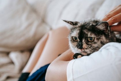 The Best Age to Spay a Cat: Timing, Benefits, and Important Considerations