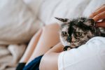 Is There a Time Limit for Spaying a Cat? Understanding the Best Age and Late Spay Considerations 8 Is There a Time Limit for Spaying a Cat? Understanding the Best Age and Late Spay Considerations