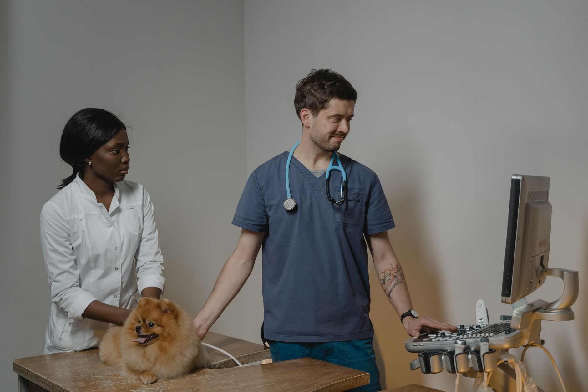 Why Your Dog Suddenly Stops Eating and What You Should Check First 17 Why Your Dog Suddenly Stops Eating and What You Should Check First