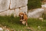Why Dogs Wag Their Tails: Understanding the Messages Behind Canine Tail Movement