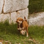 Why Dogs Wag Their Tails: Understanding the Messages Behind Canine Tail Movement