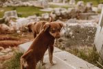 The History of Dogs and Their Journey From Wild Animals to Human Companions