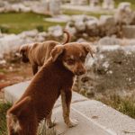 The History of Dogs and Their Journey From Wild Animals to Human Companions