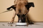 A Practical Guide to Caring for a Dog: Nutrition, Health, Training, and Daily Needs