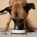 A Practical Guide to Caring for a Dog: Nutrition, Health, Training, and Daily Needs