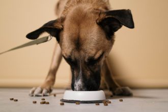 A Practical Guide to Caring for a Dog: Nutrition, Health, Training, and Daily Needs