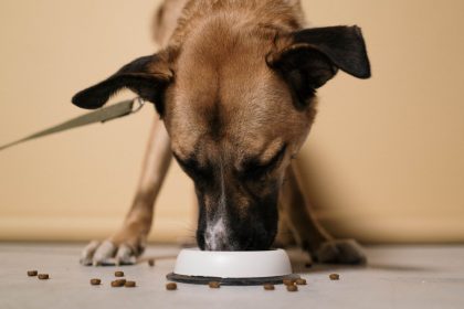 A Practical Guide to Caring for a Dog: Nutrition, Health, Training, and Daily Needs 6 A Practical Guide to Caring for a Dog: Nutrition, Health, Training, and Daily Needs