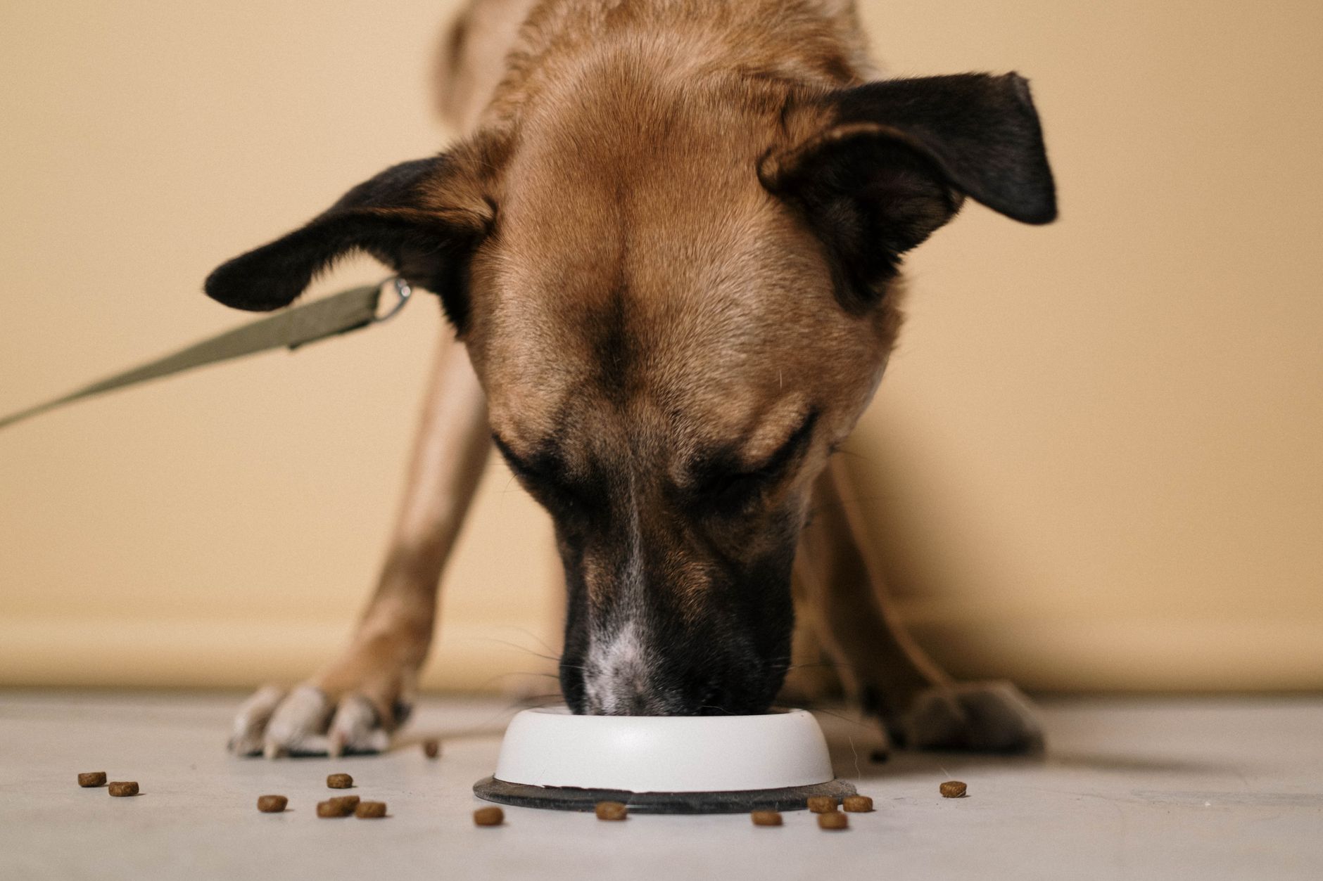 A Practical Guide to Caring for a Dog: Nutrition, Health, Training, and Daily Needs
