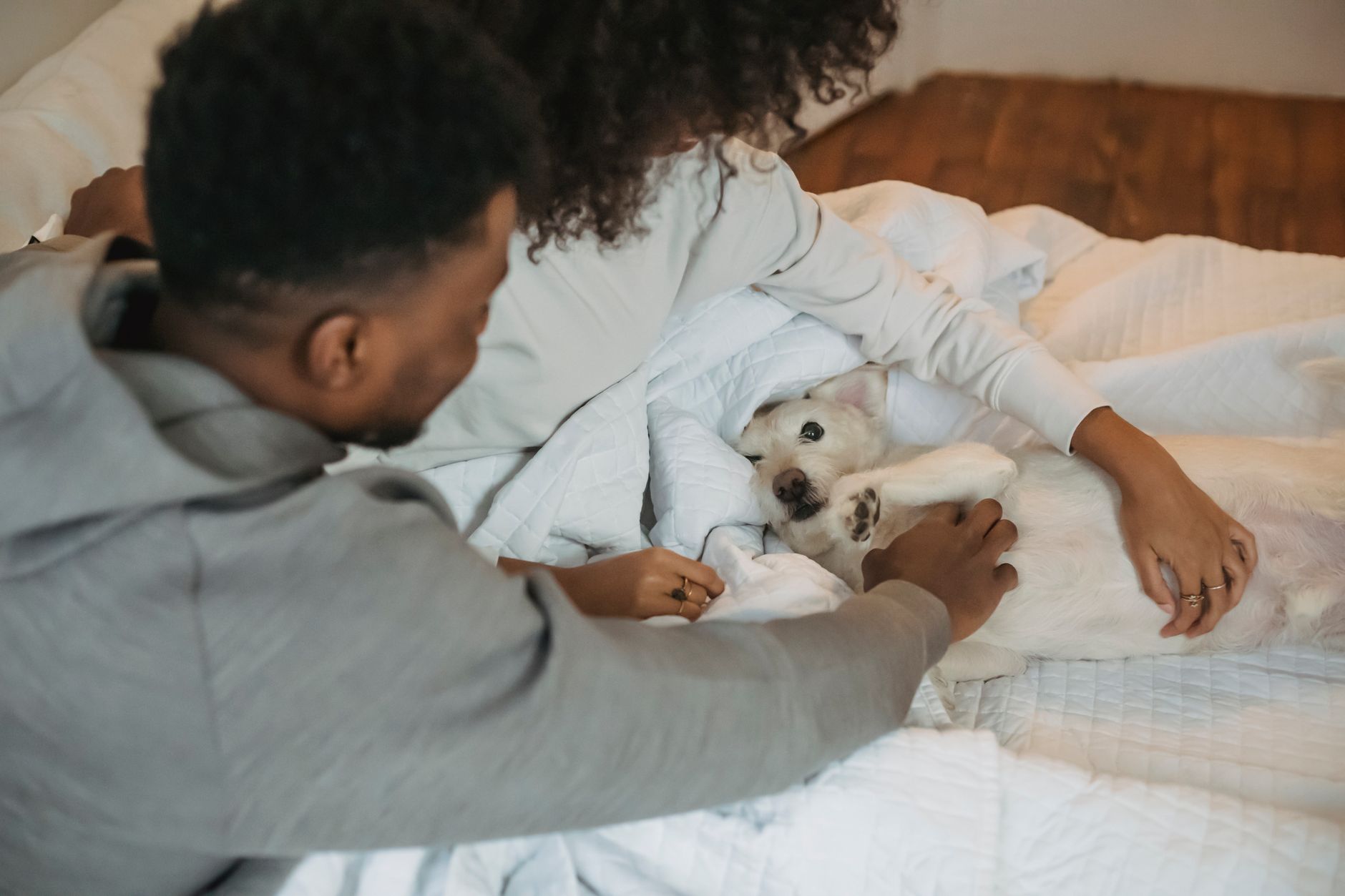 Where to Get a Dog: Understanding Your Options Before Bringing One Home 1 Where to Get a Dog: Understanding Your Options Before Bringing One Home
