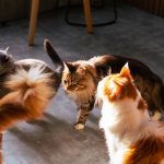 How Long Are Cats In Heat?