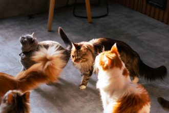 How Long Are Cats In Heat? 4 How Long Are Cats In Heat?