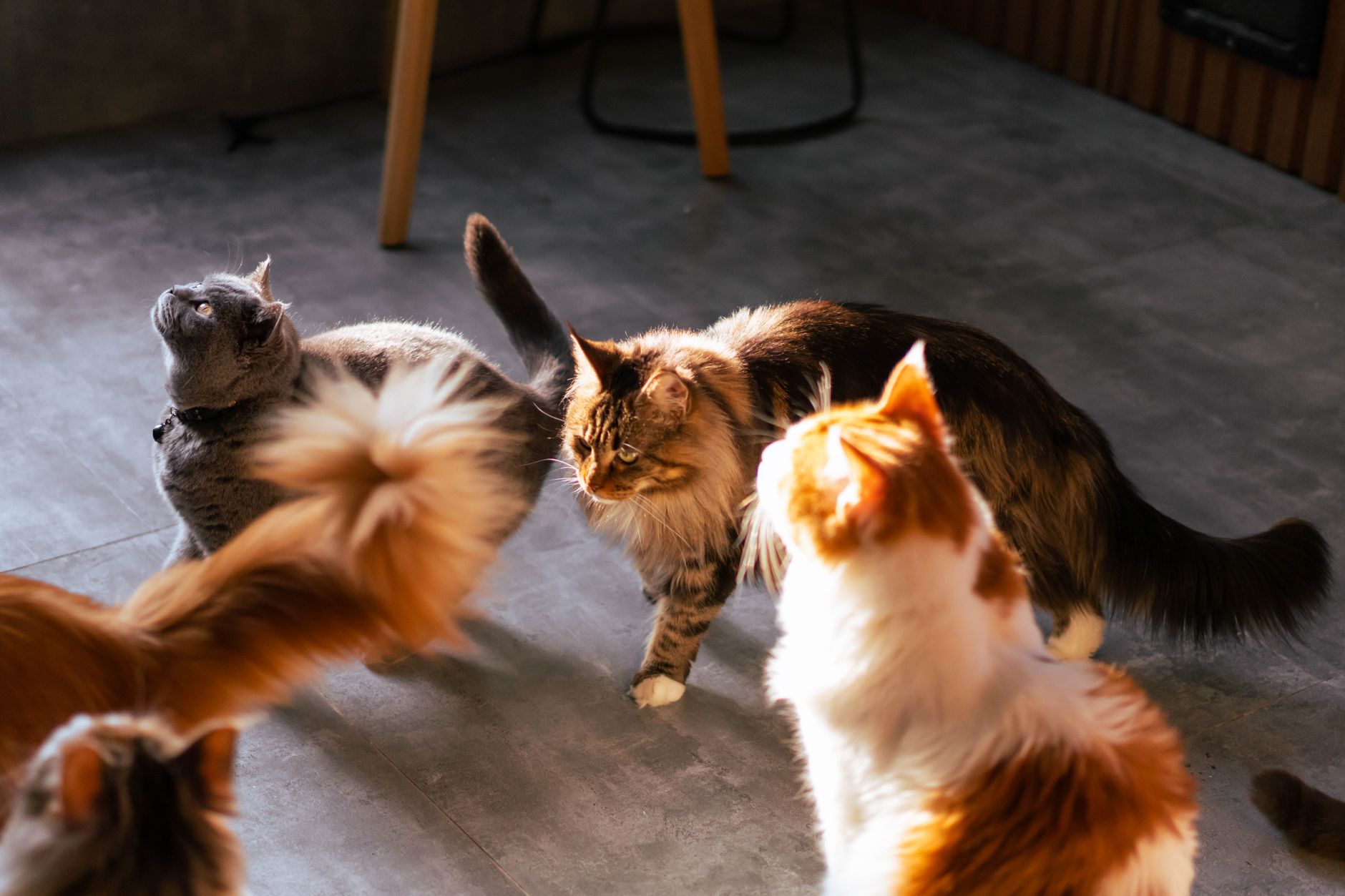 How Long Are Cats In Heat?