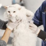When Should You Take Your Cat to the Vet? Signs That Should Not Be Ignored 2 When Should You Take Your Cat to the Vet? Signs That Should Not Be Ignored