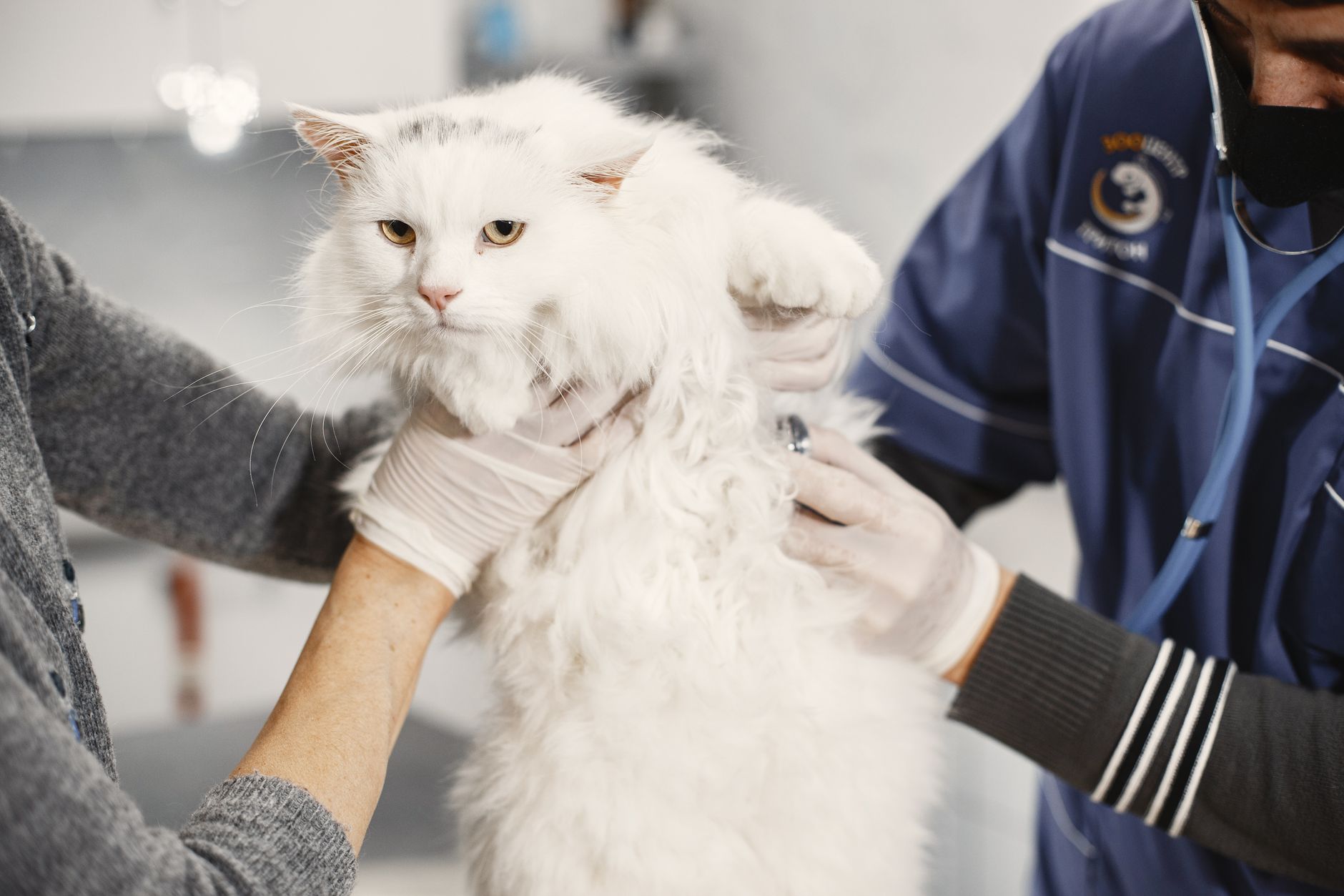 When Should You Take Your Cat to the Vet? Signs That Should Not Be Ignored 1 When Should You Take Your Cat to the Vet? Signs That Should Not Be Ignored