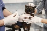 Should You Stop Your Cat’s Flea Medication? What Owners Need to Consider 7 Should You Stop Your Cat’s Flea Medication? What Owners Need to Consider