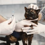 Should You Stop Your Cat’s Flea Medication? What Owners Need to Consider