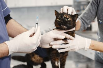 Should You Stop Your Cat’s Flea Medication? What Owners Need to Consider 4 Should You Stop Your Cat’s Flea Medication? What Owners Need to Consider