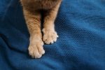 Why Do Cats Knead Blankets? 7 Why Do Cats Knead Blankets?