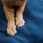 Why Do Cats Knead Blankets?