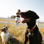 The Real Cost of Owning a Dog: Expenses Every Future Owner Should Consider 3 The Real Cost of Owning a Dog: Expenses Every Future Owner Should Consider