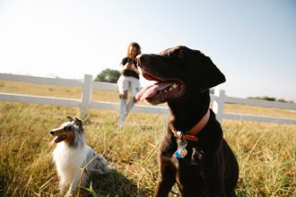 The Real Cost of Owning a Dog: Expenses Every Future Owner Should Consider 4 The Real Cost of Owning a Dog: Expenses Every Future Owner Should Consider