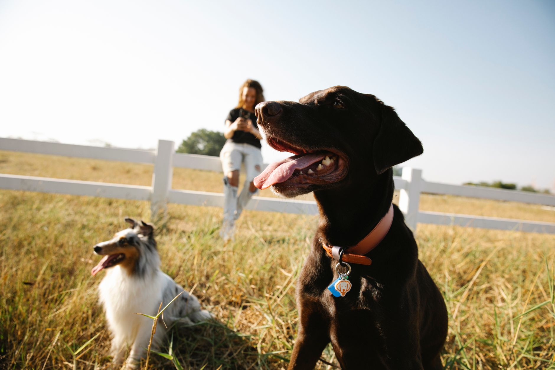 The Real Cost of Owning a Dog: Expenses Every Future Owner Should Consider 1 The Real Cost of Owning a Dog: Expenses Every Future Owner Should Consider
