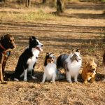 Understanding Dogs: Species, Breeds, and What Makes Them Unique 3 Understanding Dogs: Species, Breeds, and What Makes Them Unique