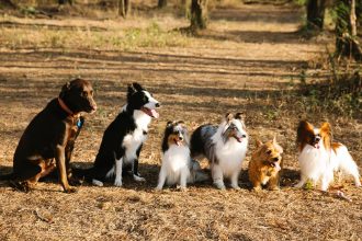 Understanding Dogs: Species, Breeds, and What Makes Them Unique 4 Understanding Dogs: Species, Breeds, and What Makes Them Unique