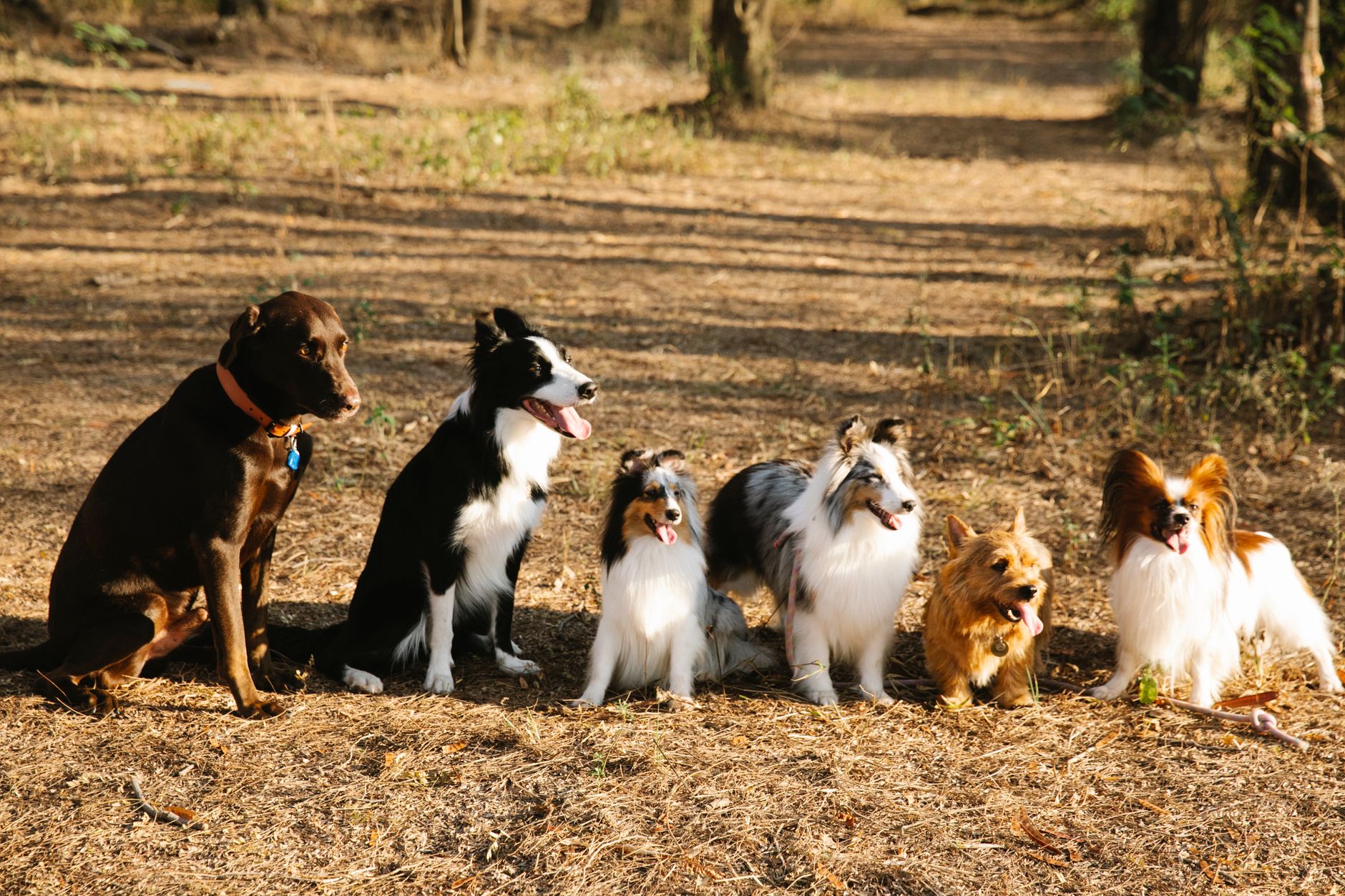 Understanding Dogs: Species, Breeds, and What Makes Them Unique 1 Understanding Dogs: Species, Breeds, and What Makes Them Unique