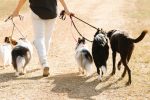 Finding the Right Dog Breed: How to Choose a Dog That Fits Your Lifestyle 7 Finding the Right Dog Breed: How to Choose a Dog That Fits Your Lifestyle