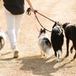 Finding the Right Dog Breed: How to Choose a Dog That Fits Your Lifestyle 2 Finding the Right Dog Breed: How to Choose a Dog That Fits Your Lifestyle