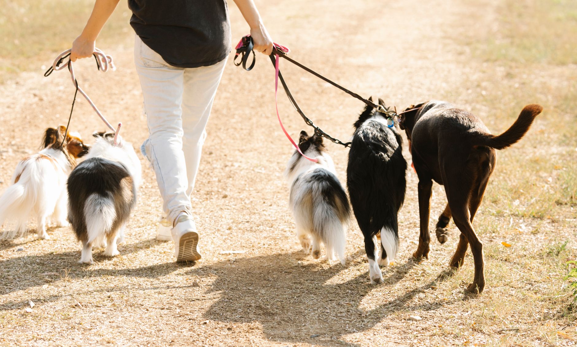 Finding the Right Dog Breed: How to Choose a Dog That Fits Your Lifestyle 1 Finding the Right Dog Breed: How to Choose a Dog That Fits Your Lifestyle