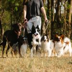 How Many Dog Breeds Exist Around the World? Understanding the Diversity of Domestic Dogs 2 How Many Dog Breeds Exist Around the World? Understanding the Diversity of Domestic Dogs