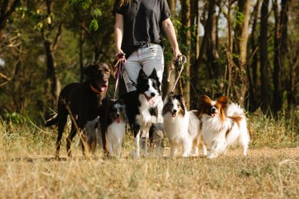How Many Dog Breeds Exist Around the World? Understanding the Diversity of Domestic Dogs 6 How Many Dog Breeds Exist Around the World? Understanding the Diversity of Domestic Dogs