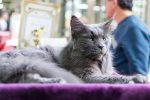How Large Can a Maine Coon Cat Become? Understanding the Size of the World’s Famous Gentle Giant