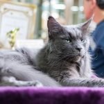 How Large Can a Maine Coon Cat Become? Understanding the Size of the World's Famous Gentle Giant 2 How Large Can a Maine Coon Cat Become? Understanding the Size of the World’s Famous Gentle Giant