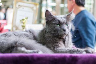 How Large Can a Maine Coon Cat Become? Understanding the Size of the World’s Famous Gentle Giant